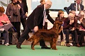 Crufts2011_2 123